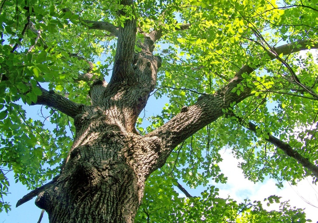 Oak Tree