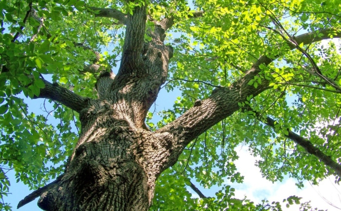 Oak Tree