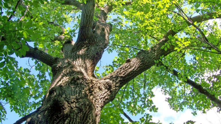 Oak Tree